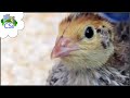 When do Coturnix Quail Chicks No Longer Need a Heat Source/Brooder