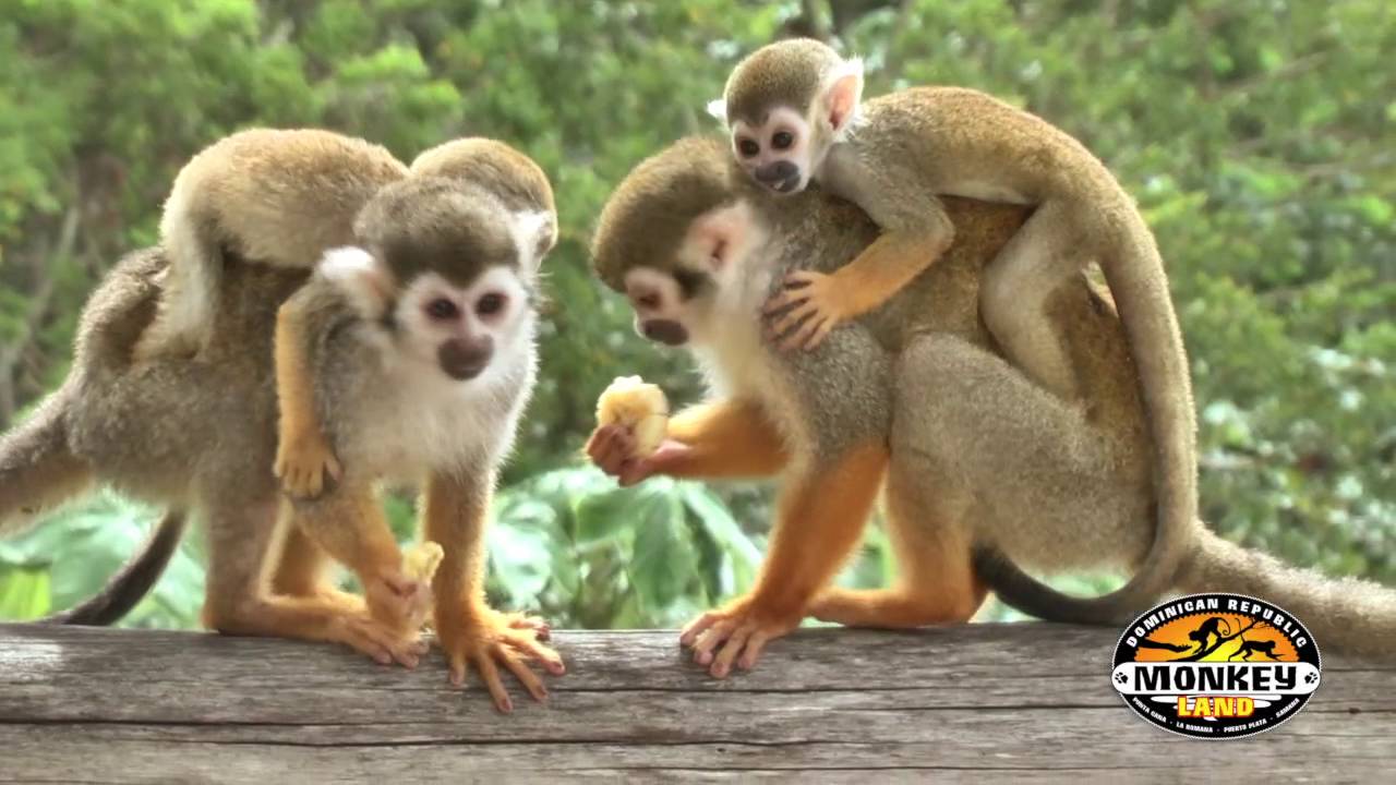 dominican republic monkey excursion