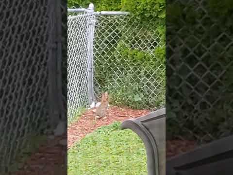 Rabbit going over