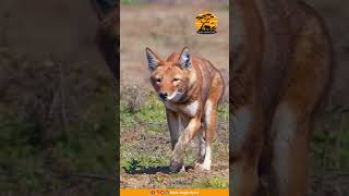 These rarest wolf packs have correspondingly adapted their behavior to survive. #wildlife #animals