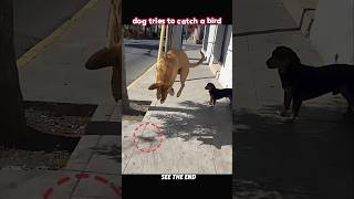 Dog Attacks a Shadow… Cat Attacks for Real 😮🐦