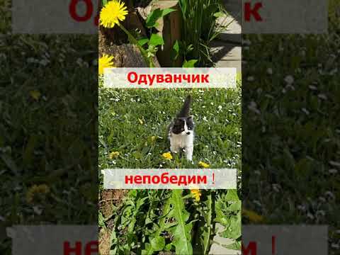 Одуванчик непобедим