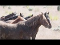 Willie Nelsons Ride Me Back Home, wild horse photos by Don Cool