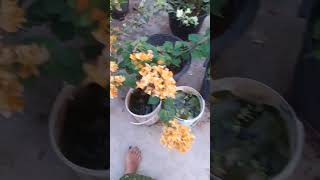 ente 100 varieties bogainvillea ##home garden##love