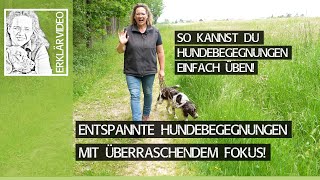 Entspannte Hundebegegnungen mit überraschendem Fokus! So Hundebegegnungen üben! ➡ Praxisvideo ✔