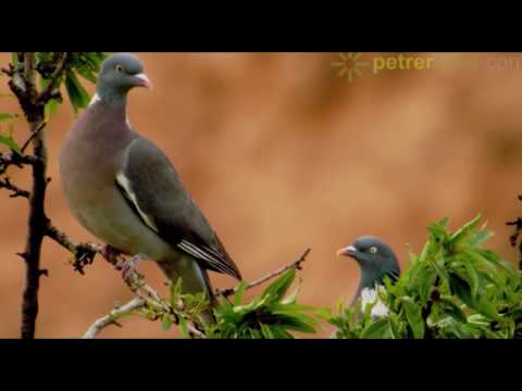 Vida y costumbres de la paloma torcaz (Columba palumbus) hqdefault