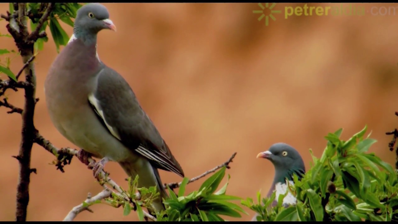 Vida y costumbres de la paloma torcaz (Columba palumbus)