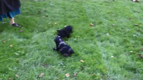 Cocker spaniel puppies for sale in va