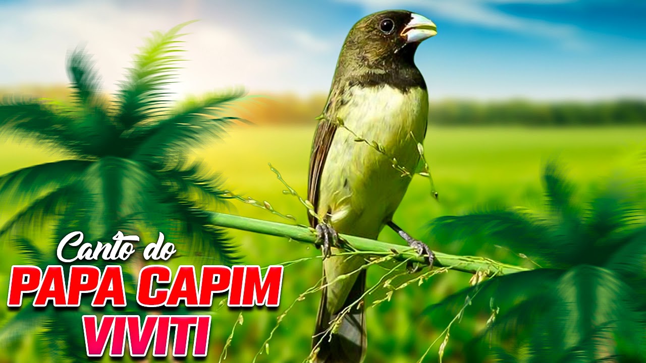 Canto Papa Capim Viviti: álbuns, músicas, playlists