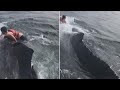 Man Climbs on Whale’s Back to Rescue It From Net Man Climbs on Whale’s Back to Rescue It From Net