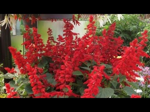 How To Care Salvia Flower Growing Tips