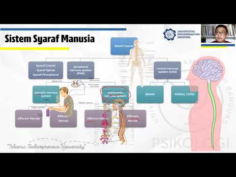 BIOPSIKOLOGI : "Sistem Syaraf Tepi dan Sistem Syaraf Pusat"