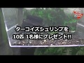 【プレゼント企画】ターコイズシュリンプ10匹 1名様