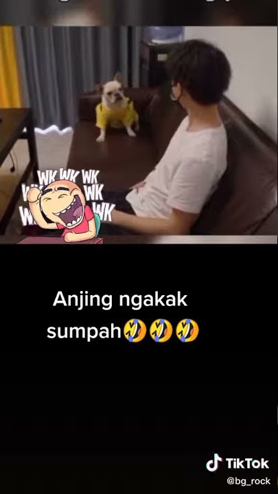 story wa anjing ngakak