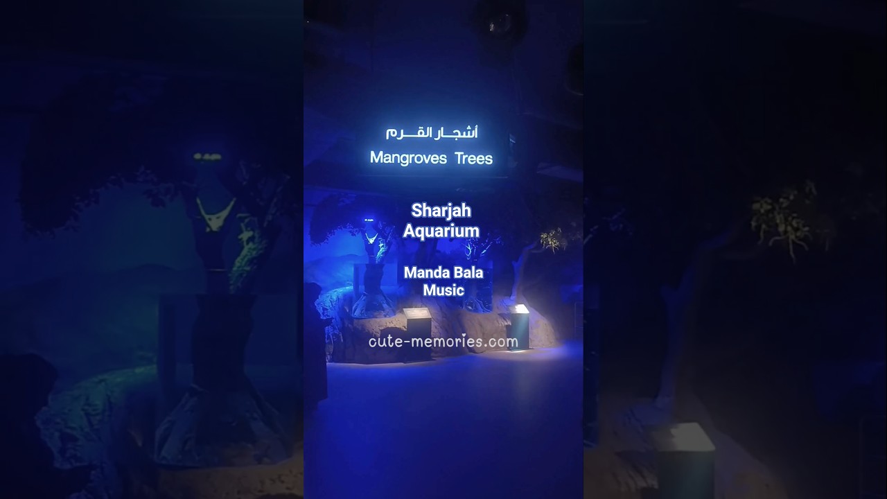 Mangrove Trees of Sharjah Aquarium 🌲 #mangrove #sharjahaquarium #museum #travel