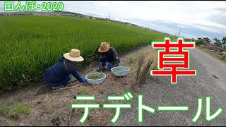 草取りと草刈り　2020年7月12～13日　田んぼ・2020