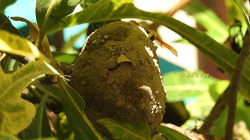 Mud Dauber Wasp building Mud Nest  Part 9