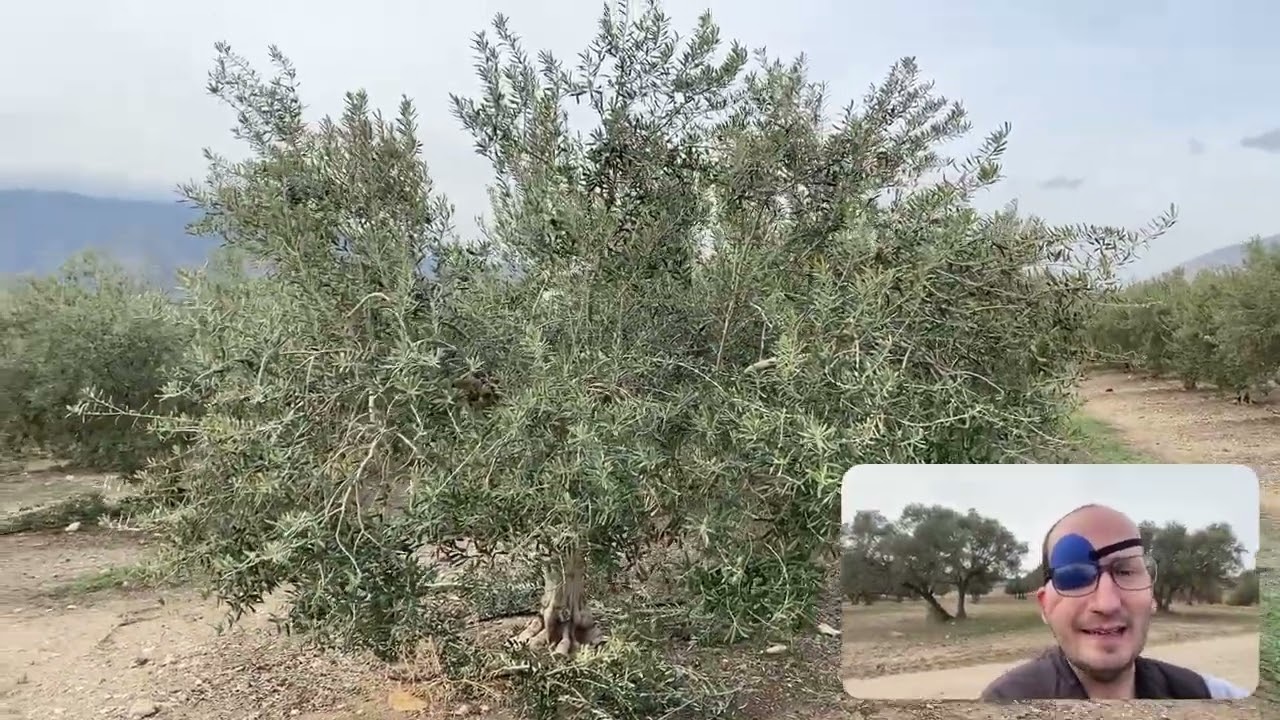 Poda de olivo para aceituna de mesa. Casa Rural Hacienda Los Olivos (Álora. Málaga)
