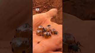 I love hunting for honey ants on country with family | Heywire | ABC Australia