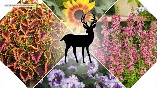 Our Favorite Deer Resistant Annuals