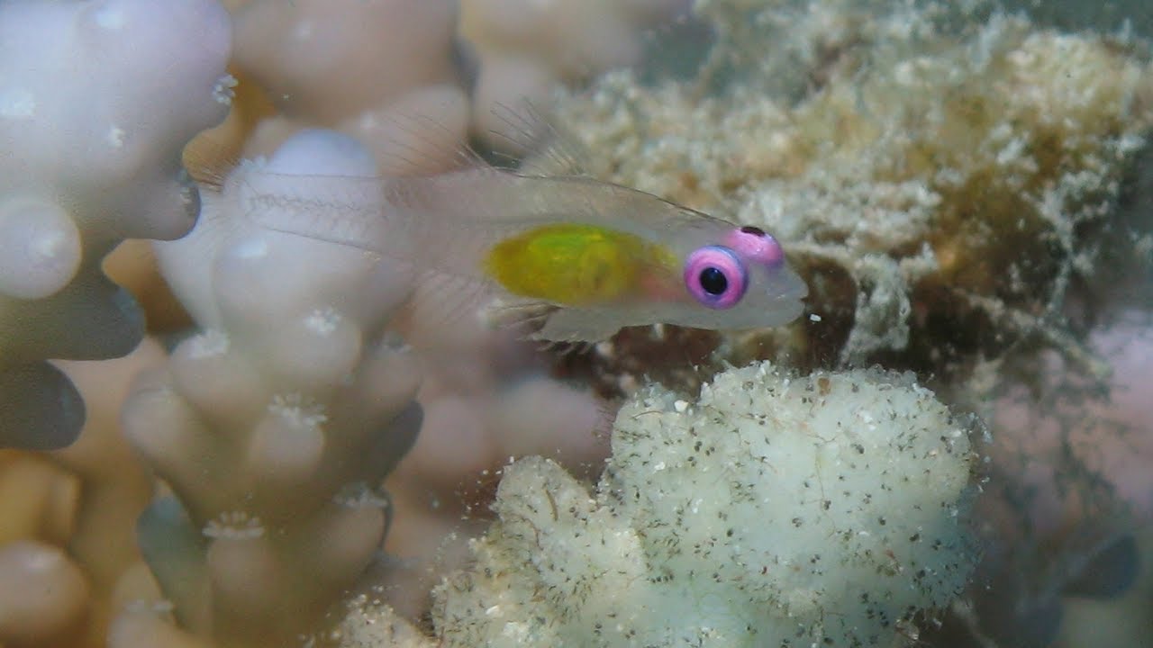 marine aquarium fish in