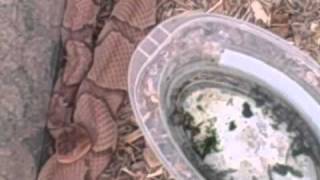 ... comparisons, also better shots of the texas rat snake from 9-21-10