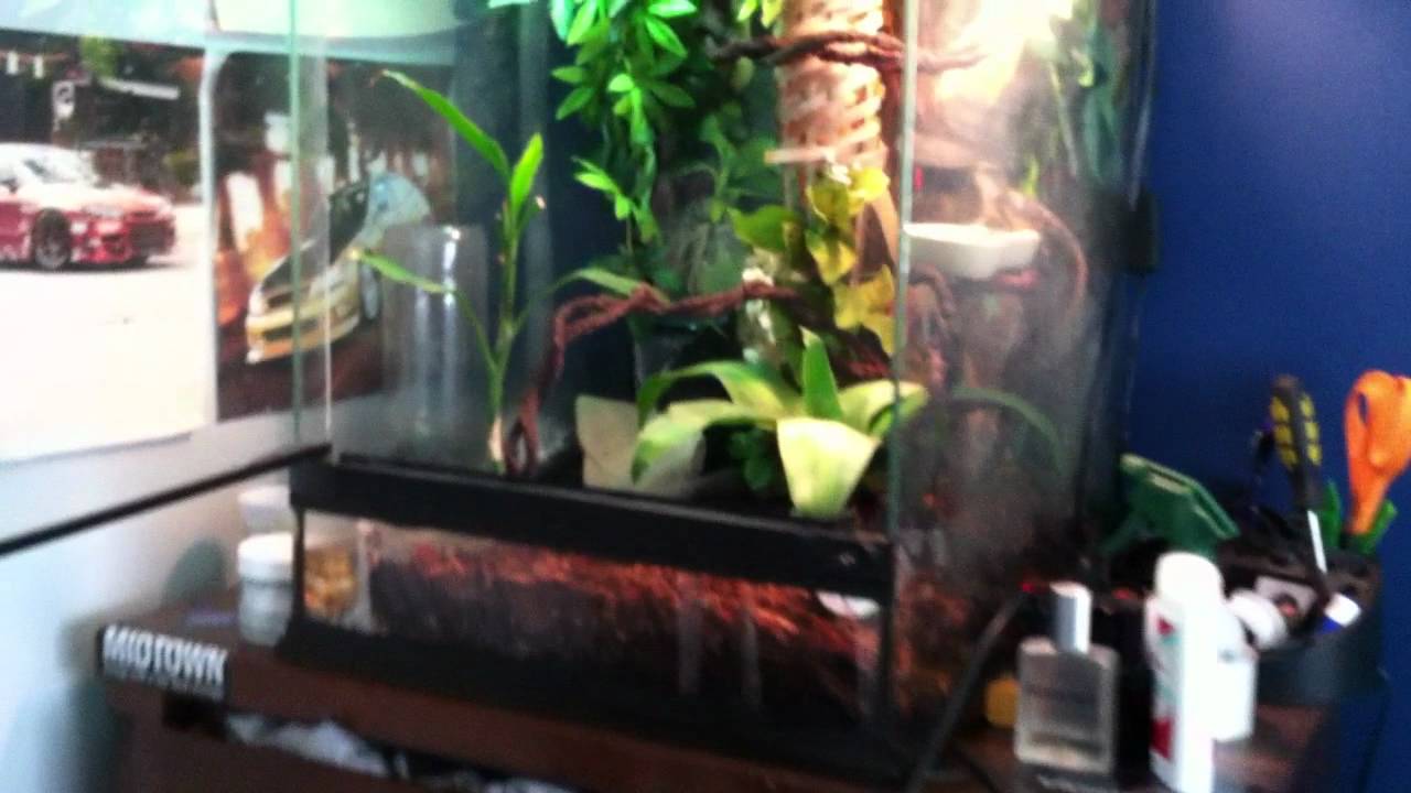 mountain horned dragon vivarium