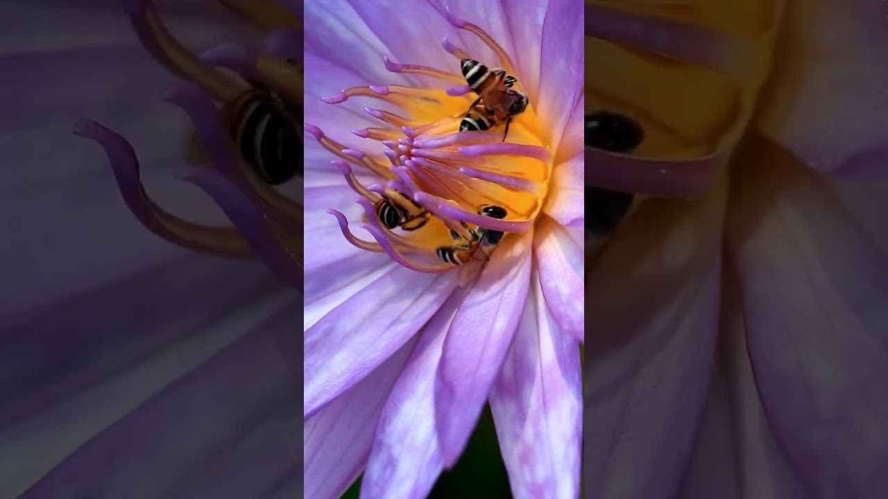 The Buzz About Bees! 