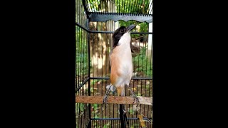 burung cendet gacor pandai menirukan suara tokek