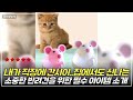 사랑하는 반려동물을 위한ㅣ셀럽펫ㅣ쉑쉑마우스ㅣ스낵볼ㅣ앤트앤비ㅣ스마트점프볼ㅣ강아지장난감ㅣ고양이장난감