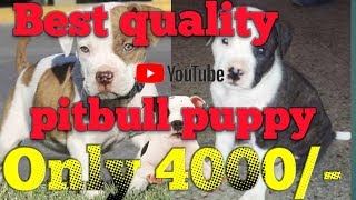 Best quality pitbull female puppy in low price buy karne ke liye call kare Best quality pitbull female puppy in low price buy karne ke liye call kare