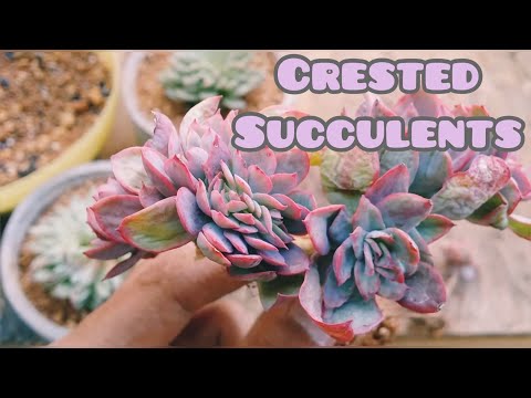 Video: What Is A Crested Succulent – Information om Cresting Succulenter