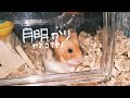 【弾き語り】月明かり / カネコアヤノ