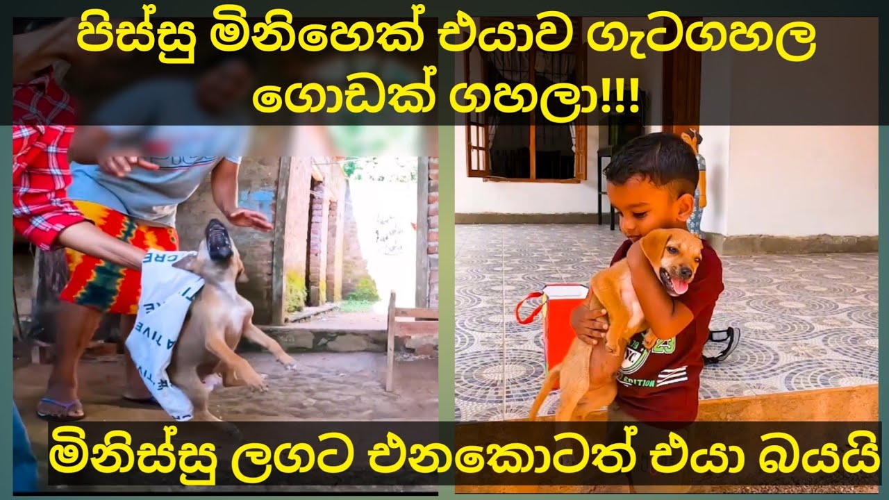 ගහක ගැට ගහල ගුටි කාපු අහිංසකයව බේරගත්තා🥺❤️🙏 #doglover #rescuedog #puppy