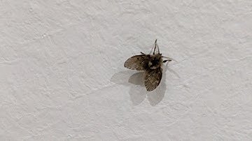 tìm diệt nơi sinh sản ruồi cánh bướm trong nhà ,k ngờ đến