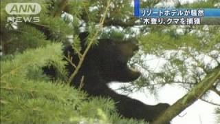 ホテルの敷地内にクマが・・・吹き矢命中し捕獲（10/07/28）
