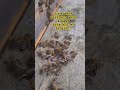 Trespassing Wasp! #beehive #garden #honeybee #waspvsbees