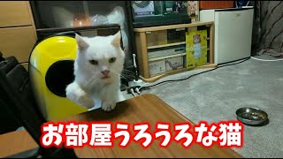 2024.5.19 推定20歳♀　今日のミミちゃんお部屋うろうろな猫