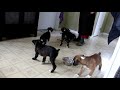 Boxer Puppies For Sale Boxer Puppies For Sale