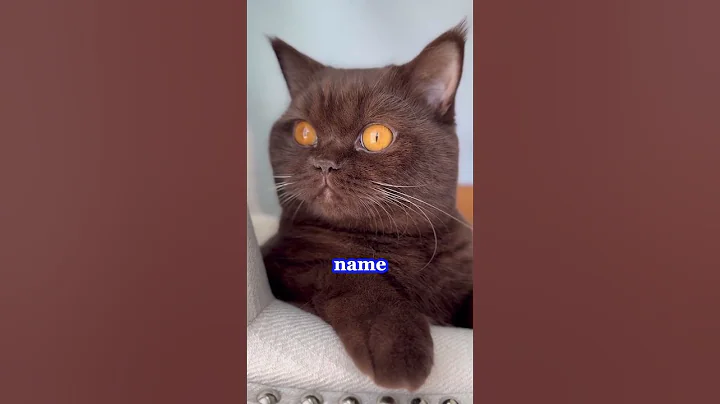 Watch the video about Oop- #funny #catlover #pets #cat #kitten #name #brown #dirt #grass