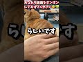 【柴犬】意外と知らない？ネコが喜ぶと言われるヒミツのツボ🤣【茶虎猫 】 #仔猫 #可愛い #柴犬 #shorts