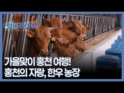가을맞이 홍천 여행! 홍천의 자랑, 한우 농장 MBN 260902 방송