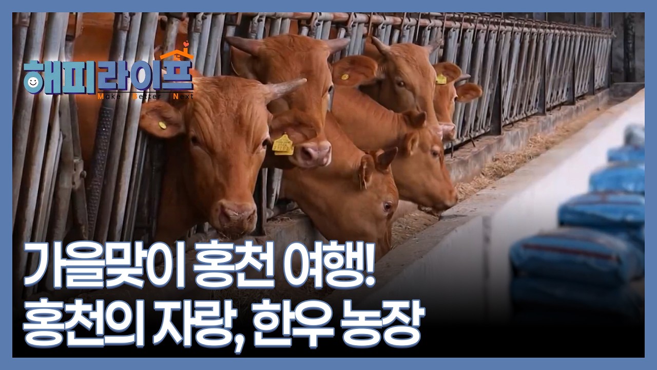 가을맞이 홍천 여행! 홍천의 자랑, 한우 농장 MBN 260902 방송