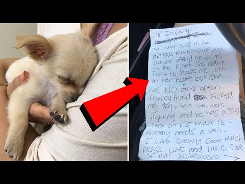 Video: Kadın Ev İçi İstismardan Kaçtıktan Sonra Üzücü Bir Notla Havaalanına Bırakılan Köpek Yavrusu