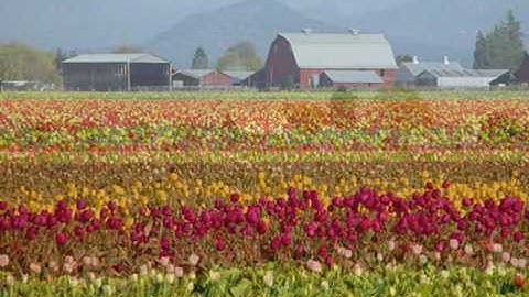 Jean Goldkette Orch. "Tip-Toe Through the Tulips" (1929)