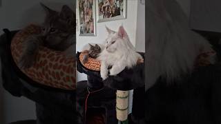 Самые преданные котики ❤️♥️♥️ #cat #животные #котики ##shorts #katzenliebe #tierliebe #mainecoon
