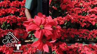 Este es el origen de la flor de Nochebuena, una planta típica de la Navidad | Telemundo