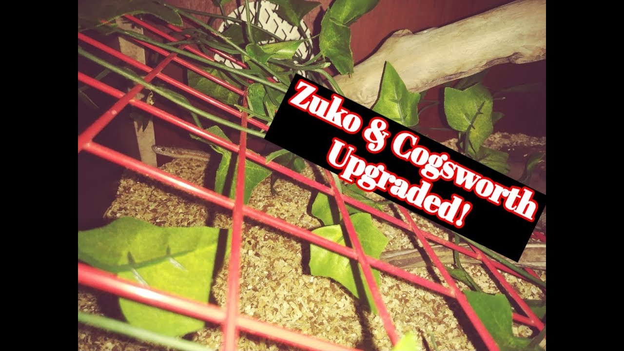 reptile lovers live with 80 snakes Upgraded Some Snake Enclosures!