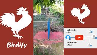 Best Bird Training | Rooster King Fighter - Birdify screenshot 2