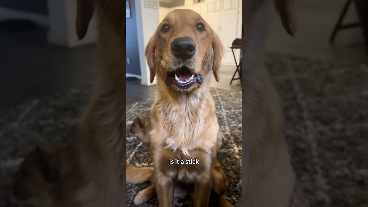 I M Sure He Understands English Dog Funny Fyp Foryou Dogtype